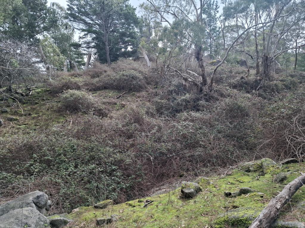 Mt Alexander before the fires