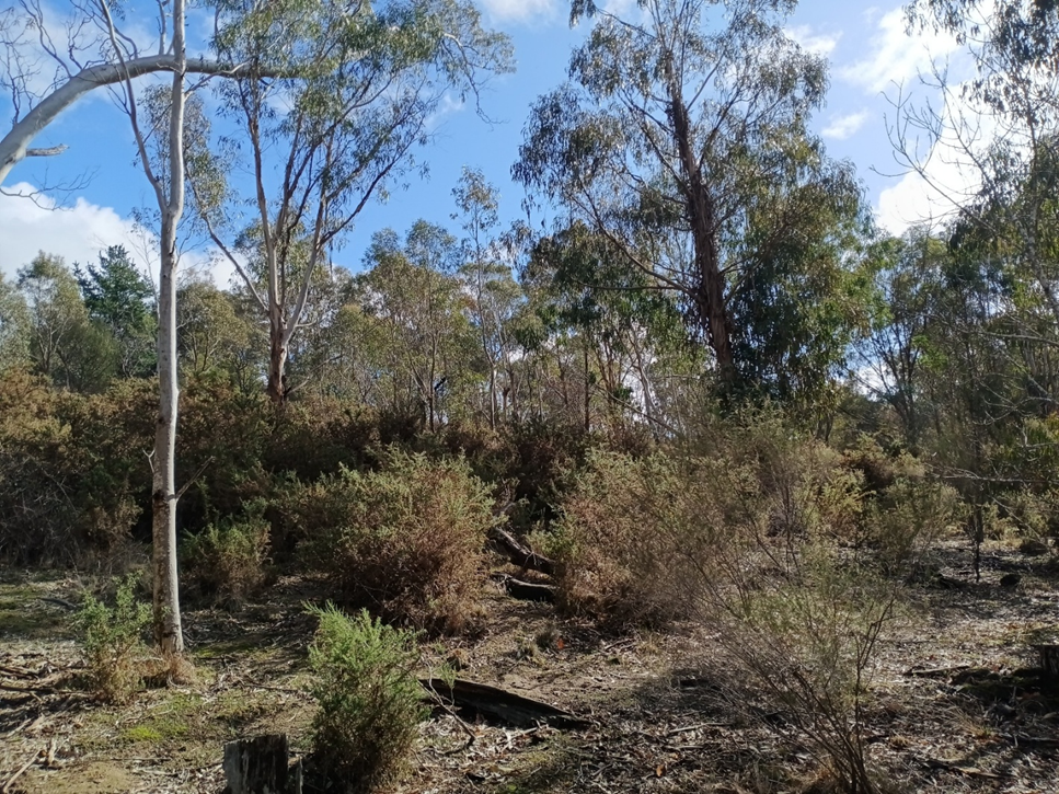 Photo of unhealthy forests in Mt Alexander before the 2026 fires went through the area. 